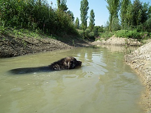 Кавказская овчарка (Floating Caucasian Shepherd...